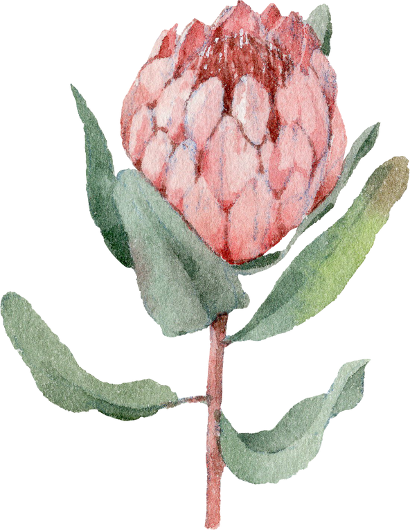 Protea watercolor