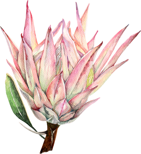 protea with watercolor 3